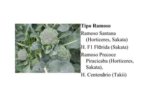 Tipo Ramoso
Ramoso Santana
(Horticeres, Sakata)
H. F1 Flórida (Sakata)
Ramoso Precoce
Piracicaba (Horticeres,
Sakata),
H. Centenário (Takii)
 