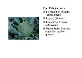 Tipo Cabeça única
H. F1 Marathon (Sakata)
–clima ameno
H. Legacy (Seminis)
H. Centenário (Takii) –
out/inverno
H. Green Storm Bonanza
–ago-fev- regiões
quentes
 