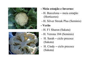 - Meia estação e Inverno:
- H. Barcelona – meia estação
(Horticeres)
- H. Silver Streak Plus (Seminis)
- Verão
- H. F1 Sharon (Sakata)
- H. Verona 184 (Seminis)
- H. Sarah – ciclo precoce
(Sakata)
- H. Cindy – ciclo precoce
(Sakata)
 