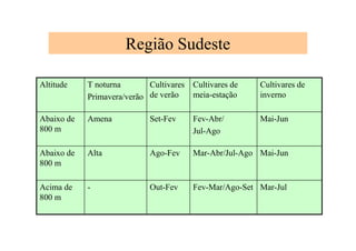 Região Sudeste
Mar-JulFev-Mar/Ago-SetOut-Fev-Acima de
800 m
Mai-JunMar-Abr/Jul-AgoAgo-FevAltaAbaixo de
800 m
Mai-JunFev-Abr/
Jul-Ago
Set-FevAmenaAbaixo de
800 m
Cultivares de
inverno
Cultivares de
meia-estação
Cultivares
de verão
T noturna
Primavera/verão
Altitude
 