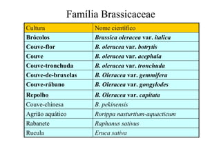 Família Brassicaceae
B. Oleracea var. capitataRepolho
Rorippa nasturtium-aquacticumAgrião aquático
Raphanus sativusRabanete
B. pekinensisCouve-chinesa
Eruca sativaRucula
B. Oleracea var. gongylodesCouve-rábano
B. Oleracea var. gemmiferaCouve-de-bruxelas
B. oleracea var. tronchudaCouve-tronchuda
B. oleracea var. acephalaCouve
B. oleracea var. botrytisCouve-flor
Brassica oleracea var. italicaBrócolos
Nome científicoCultura
 