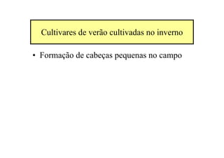 Cultivares de verão cultivadas no inverno
• Formação de cabeças pequenas no campo
 