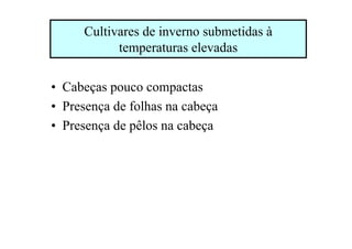 Cultivares de inverno submetidas à
temperaturas elevadas
• Cabeças pouco compactas
• Presença de folhas na cabeça
• Presença de pêlos na cabeça
 