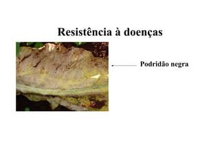 Resistência à doenças
Podridão negra
 