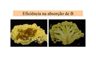Eficiência na absorção de B
 