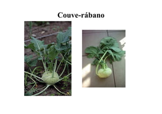 Couve-rábano
 