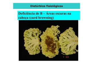 Distúrbios fisiológicos
Deficiência de B – Áreas escuras na
cabeça (curd browning)
 