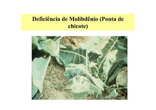 Deficiência de Molibdênio (Ponta de
chicote)
 
