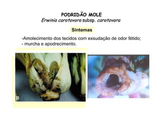 PODRIDÃO MOLEPODRIDÃO MOLE
ErwiniaErwinia carotovoracarotovora subspsubsp.. carotovoracarotovora
SintomasSintomas
-Amolecimento dos tecidos com exsudação de odor fétido;
- murcha e apodrecimento.
 