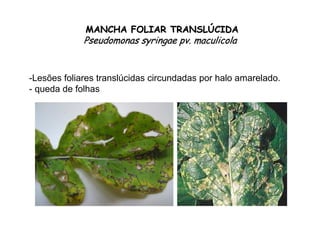 MANCHA FOLIAR TRANSLMANCHA FOLIAR TRANSLÚÚCIDACIDA
PseudomonasPseudomonas syringaesyringae pvpv.. maculicolamaculicola
-Lesões foliares translúcidas circundadas por halo amarelado.
- queda de folhas
 
