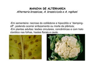 MANCHA DE ALTERNARIAMANCHA DE ALTERNARIA
AlternariaAlternaria brassicaebrassicae, A., A. brassicicolabrassicicola e A.e A. raphaniraphani
-Em sementeira: necrose do cotilédone e hipocótilo e “damping-
off”, podendo ocorrer enfezamento ou morte da plântula;
-Em plantas adultas: lesões circulares, concêntricas e com halo
clorótico nas folhas, hastes florais e caule.
 