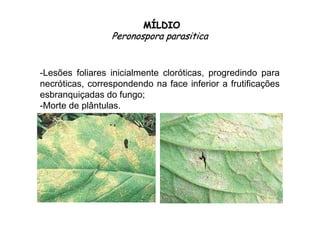 MMÍÍLDIOLDIO
PeronosporaPeronospora parasiticaparasitica
-Lesões foliares inicialmente cloróticas, progredindo para
necróticas, correspondendo na face inferior a frutificações
esbranquiçadas do fungo;
-Morte de plântulas.
 
