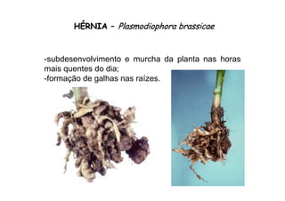 HHÉÉRNIARNIA –– PlasmodiophoraPlasmodiophora brassicaebrassicae
-subdesenvolvimento e murcha da planta nas horas
mais quentes do dia;
-formação de galhas nas raízes.
 