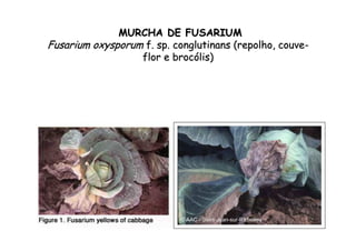 MURCHA DE FUSARIUMMURCHA DE FUSARIUM
FusariumFusarium oxysporumoxysporum f. sp.f. sp. conglutinansconglutinans (repolho, couve(repolho, couve--
flor eflor e brocbrocóólislis))
 