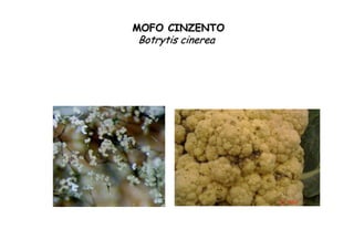 MOFO CINZENTOMOFO CINZENTO
BotrytisBotrytis cinereacinerea
 