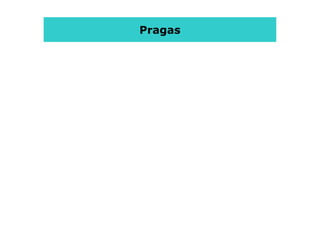 Pragas
 