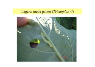 Lagarta mede palmo (Trichoplus ni)
 