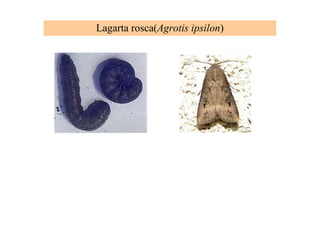 Lagarta rosca(Agrotis ipsilon)
 