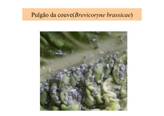 Pulgão da couve(Brevicoryne brassicae)
 