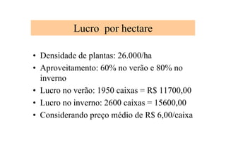 Lucro por hectare
• Densidade de plantas: 26.000/ha
• Aproveitamento: 60% no verão e 80% no
inverno
• Lucro no verão: 1950 caixas = R$ 11700,00
• Lucro no inverno: 2600 caixas = 15600,00
• Considerando preço médio de R$ 6,00/caixa
 