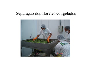 Separação dos floretes congelados
 