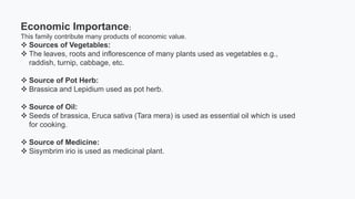 Economic Importance:
This family contribute many products of economic value.
 Sources of Vegetables:
 The leaves, roots and inflorescence of many plants used as vegetables e.g.,
raddish, turnip, cabbage, etc.
 Source of Pot Herb:
 Brassica and Lepidium used as pot herb.
 Source of Oil:
 Seeds of brassica, Eruca sativa (Tara mera) is used as essential oil which is used
for cooking.
 Source of Medicine:
 Sisymbrim irio is used as medicinal plant.
 