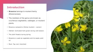 • Brassica belongs to mustard family
(Brassicaceae).
• The members of the genus are known as
cruciferous vegetables, cabbages, or mustard
plants.
• Brassica campestris (Yellow mustard – sarson)
• Habitat: Cultivated herb grown during cold season.
• The plant flowers during spring.
• Brassica is used as vegetable and its seeds yield
oil.
• Root: Tap root, branched.
Introduction
 