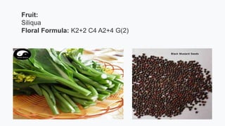 Fruit:
Siliqua
Floral Formula: K2+2 C4 A2+4 G(2)
 