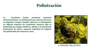 Polinización
La Crucíferas Suelen presentar nectarios
infraestaminales. La polinización por insectos favorece
la alogamia;...
