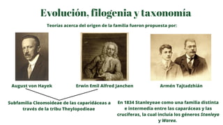 Evolución, filogenia y taxonomía
Teorías acerca del origen de la familia fueron propuesta por:
August von Hayek Erwin Emil...
