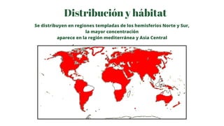 Distribución y hábitat
Se distribuyen en regiones templadas de los hemisferios Norte y Sur,
la mayor concentración
aparece...