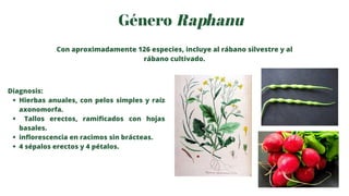 Género Raphanu
Con aproximadamente 126 especies, incluye al rábano silvestre y al
rábano cultivado.
Hierbas anuales, con p...