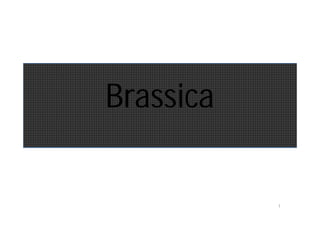Brassica 
1 
 