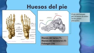 Huesos del pie
El pie está formado
por 26 huesos divididos
en tres grupos
principales:
Huesos del tarso (7).
Huesos del me...
