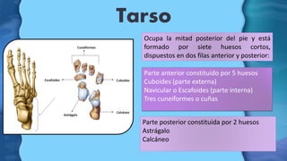 Tarso
Ocupa la mitad posterior del pie y está
formado por siete huesos cortos,
dispuestos en dos filas anterior y posterio...