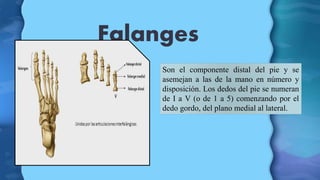 Falanges
Son el componente distal del pie y se
asemejan a las de la mano en número y
disposición. Los dedos del pie se num...