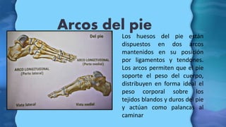 Arcos del pie
Los huesos del pie están
dispuestos en dos arcos
mantenidos en su posición
por ligamentos y tendones.
Los ar...