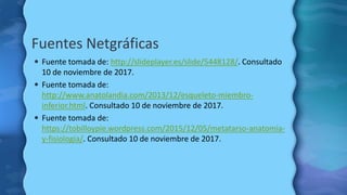 Fuentes Netgráficas
 Fuente tomada de: http://slideplayer.es/slide/5448128/. Consultado
10 de noviembre de 2017.
 Fuente...