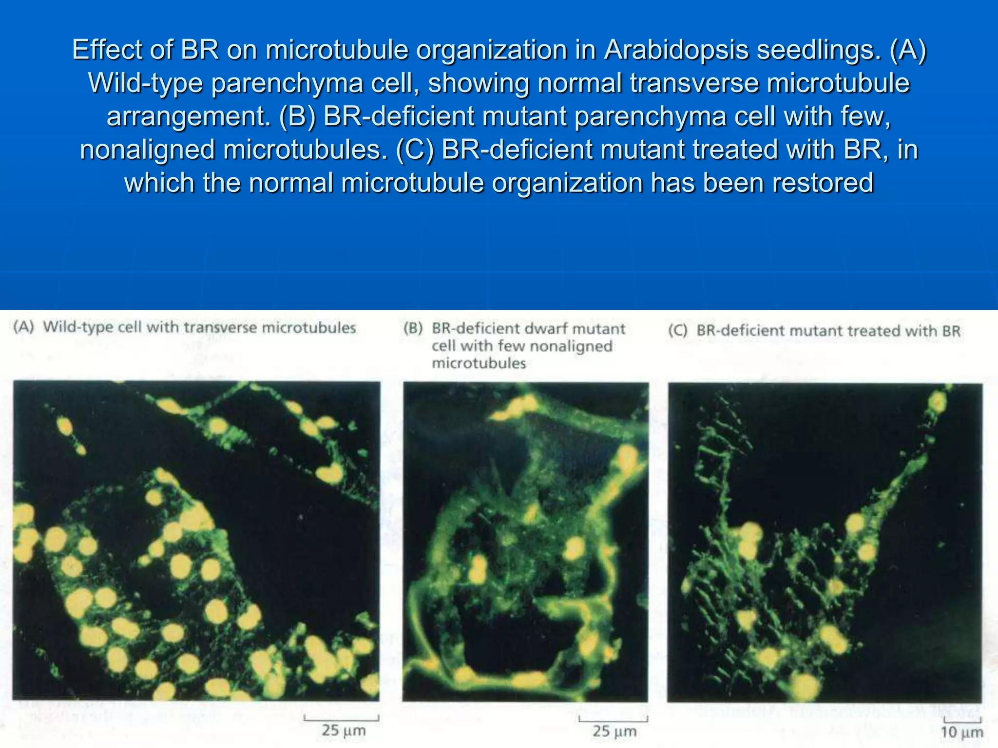 Brassinosteroids | PPTX