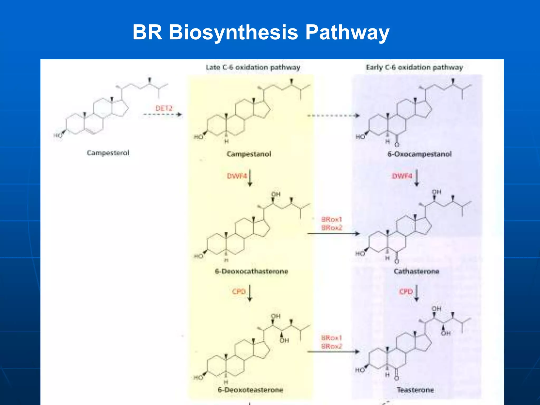 Brassinosteroids | PPTX