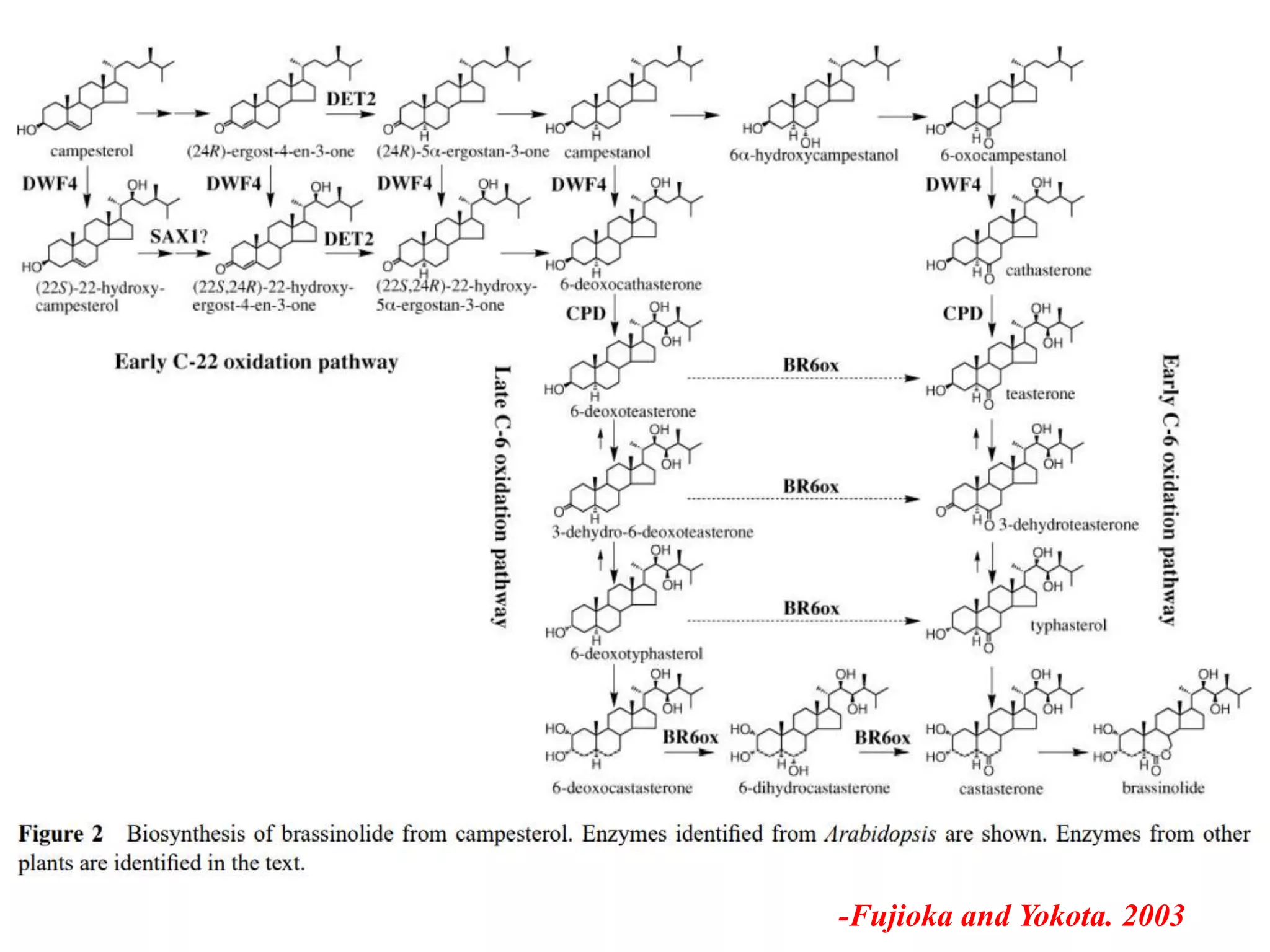 -Fujioka and Yokota. 2003
 