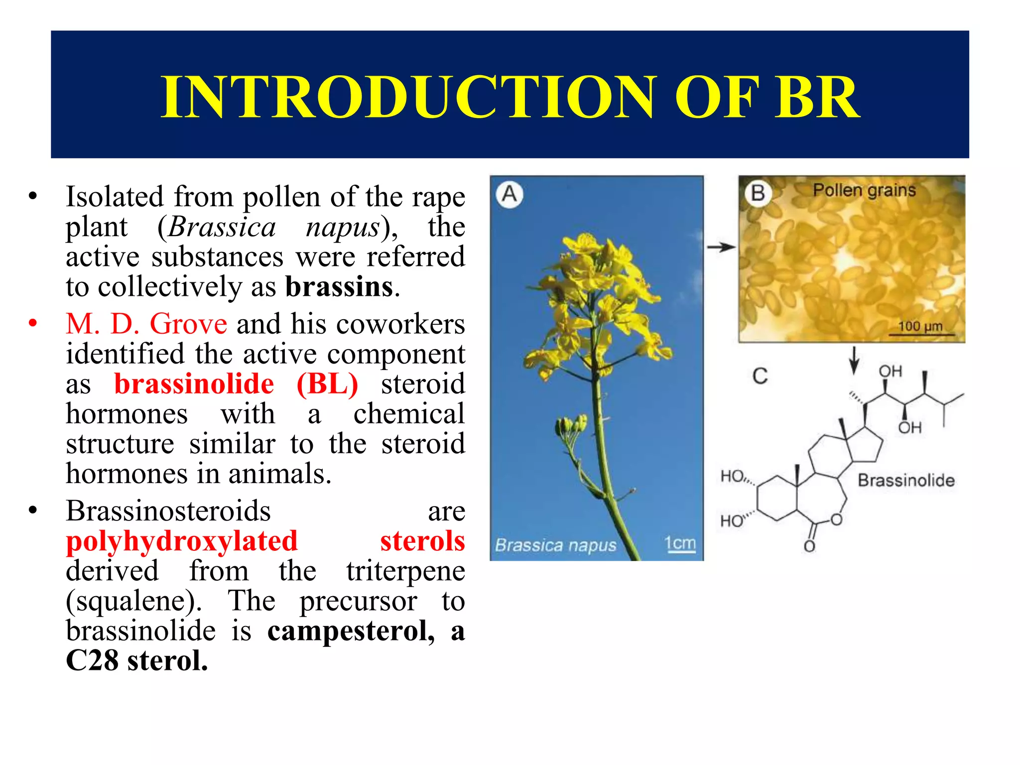 INTRODUCTION OF BR
• Isolated from pollen of the rape
plant (Brassica napus), the
active substances were referred
to collectively as brassins.
• M. D. Grove and his coworkers
identified the active component
as brassinolide (BL) steroid
hormones with a chemical
structure similar to the steroid
hormones in animals.
• Brassinosteroids are
polyhydroxylated sterols
derived from the triterpene
(squalene). The precursor to
brassinolide is campesterol, a
C28 sterol.
 