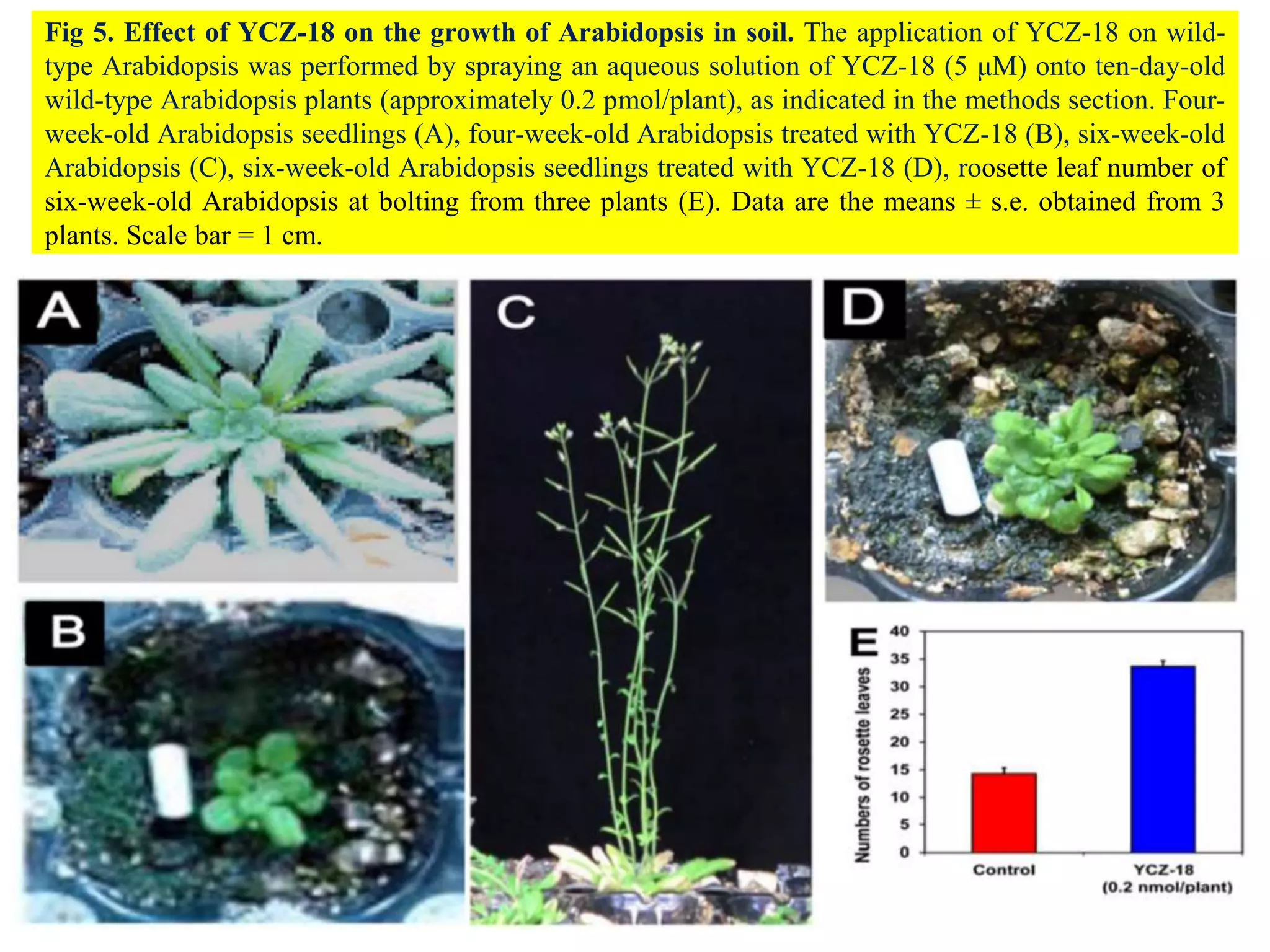 Fig 5. Effect of YCZ-18 on the growth of Arabidopsis in soil. The application of YCZ-18 on wild-
type Arabidopsis was performed by spraying an aqueous solution of YCZ-18 (5 μM) onto ten-day-old
wild-type Arabidopsis plants (approximately 0.2 pmol/plant), as indicated in the methods section. Four-
week-old Arabidopsis seedlings (A), four-week-old Arabidopsis treated with YCZ-18 (B), six-week-old
Arabidopsis (C), six-week-old Arabidopsis seedlings treated with YCZ-18 (D), roosette leaf number of
six-week-old Arabidopsis at bolting from three plants (E). Data are the means ± s.e. obtained from 3
plants. Scale bar = 1 cm.
 