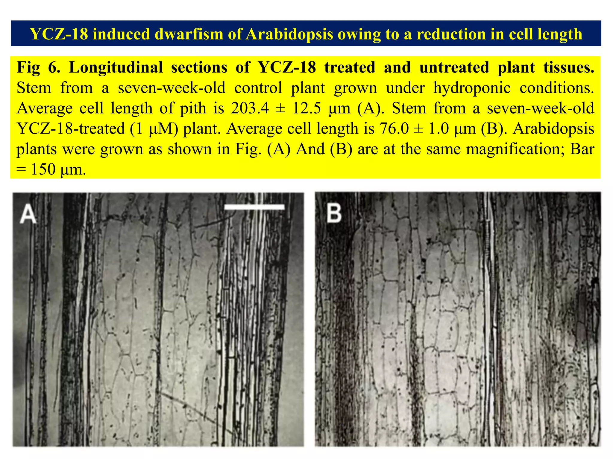 Fig 6. Longitudinal sections of YCZ-18 treated and untreated plant tissues.
Stem from a seven-week-old control plant grown under hydroponic conditions.
Average cell length of pith is 203.4 ± 12.5 μm (A). Stem from a seven-week-old
YCZ-18-treated (1 μM) plant. Average cell length is 76.0 ± 1.0 μm (B). Arabidopsis
plants were grown as shown in Fig. (A) And (B) are at the same magnification; Bar
= 150 μm.
YCZ-18 induced dwarfism of Arabidopsis owing to a reduction in cell length
 