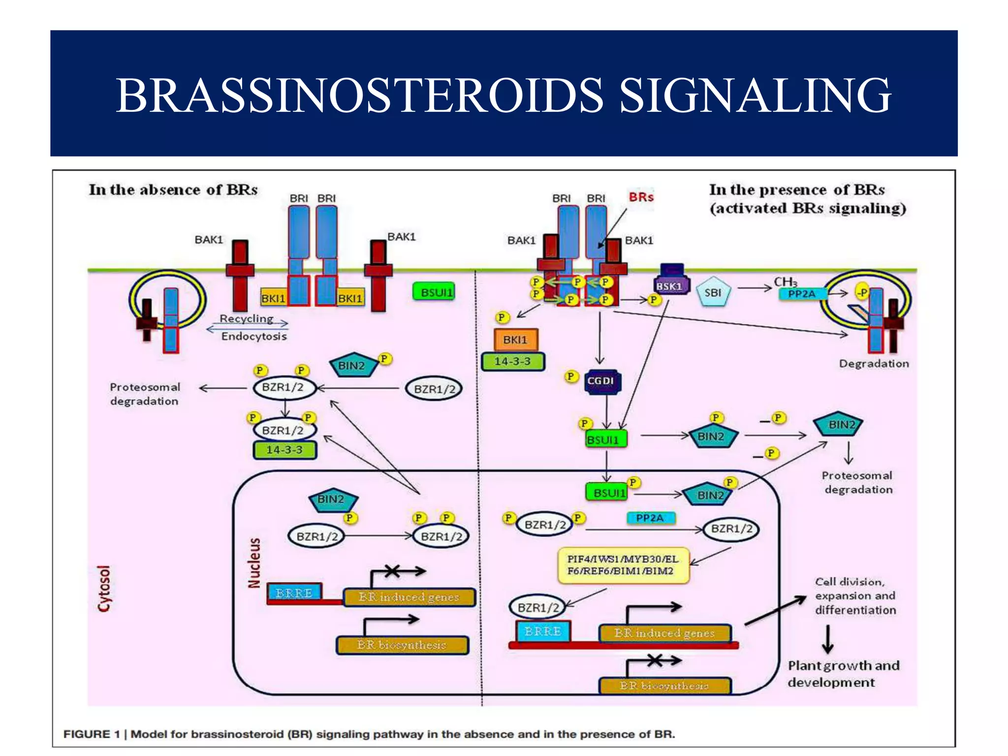 BRASSINOSTEROIDS SIGNALING
 