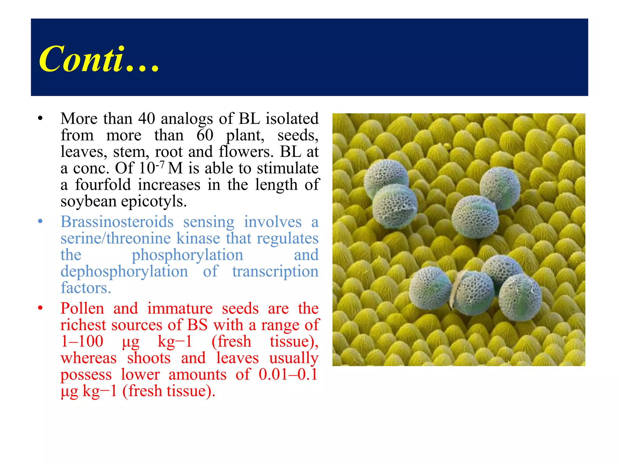 Conti…
• More than 40 analogs of BL isolated
from more than 60 plant, seeds,
leaves, stem, root and flowers. BL at
a conc. Of 10-7 M is able to stimulate
a fourfold increases in the length of
soybean epicotyls.
• Brassinosteroids sensing involves a
serine/threonine kinase that regulates
the phosphorylation and
dephosphorylation of transcription
factors.
• Pollen and immature seeds are the
richest sources of BS with a range of
1–100 μg kg−1 (fresh tissue),
whereas shoots and leaves usually
possess lower amounts of 0.01–0.1
μg kg−1 (fresh tissue).
 