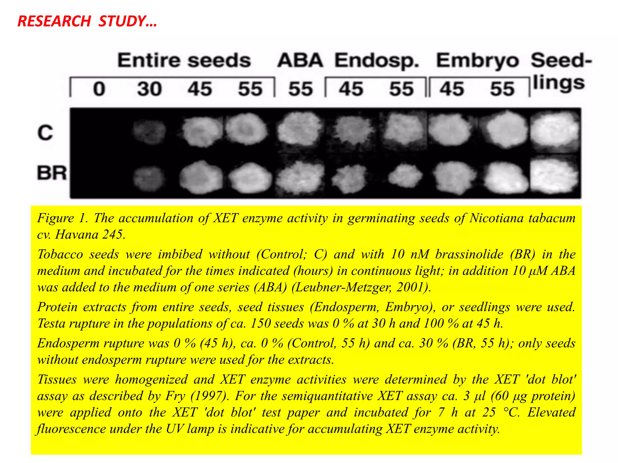RESEARCH STUDY…
Figure 1. The accumulation of XET enzyme activity in germinating seeds of Nicotiana tabacum
cv. Havana 245.
Tobacco seeds were imbibed without (Control; C) and with 10 nM brassinolide (BR) in the
medium and incubated for the times indicated (hours) in continuous light; in addition 10 μM ABA
was added to the medium of one series (ABA) (Leubner-Metzger, 2001).
Protein extracts from entire seeds, seed tissues (Endosperm, Embryo), or seedlings were used.
Testa rupture in the populations of ca. 150 seeds was 0 % at 30 h and 100 % at 45 h.
Endosperm rupture was 0 % (45 h), ca. 0 % (Control, 55 h) and ca. 30 % (BR, 55 h); only seeds
without endosperm rupture were used for the extracts.
Tissues were homogenized and XET enzyme activities were determined by the XET 'dot blot'
assay as described by Fry (1997). For the semiquantitative XET assay ca. 3 μl (60 μg protein)
were applied onto the XET 'dot blot' test paper and incubated for 7 h at 25 °C. Elevated
fluorescence under the UV lamp is indicative for accumulating XET enzyme activity.
 