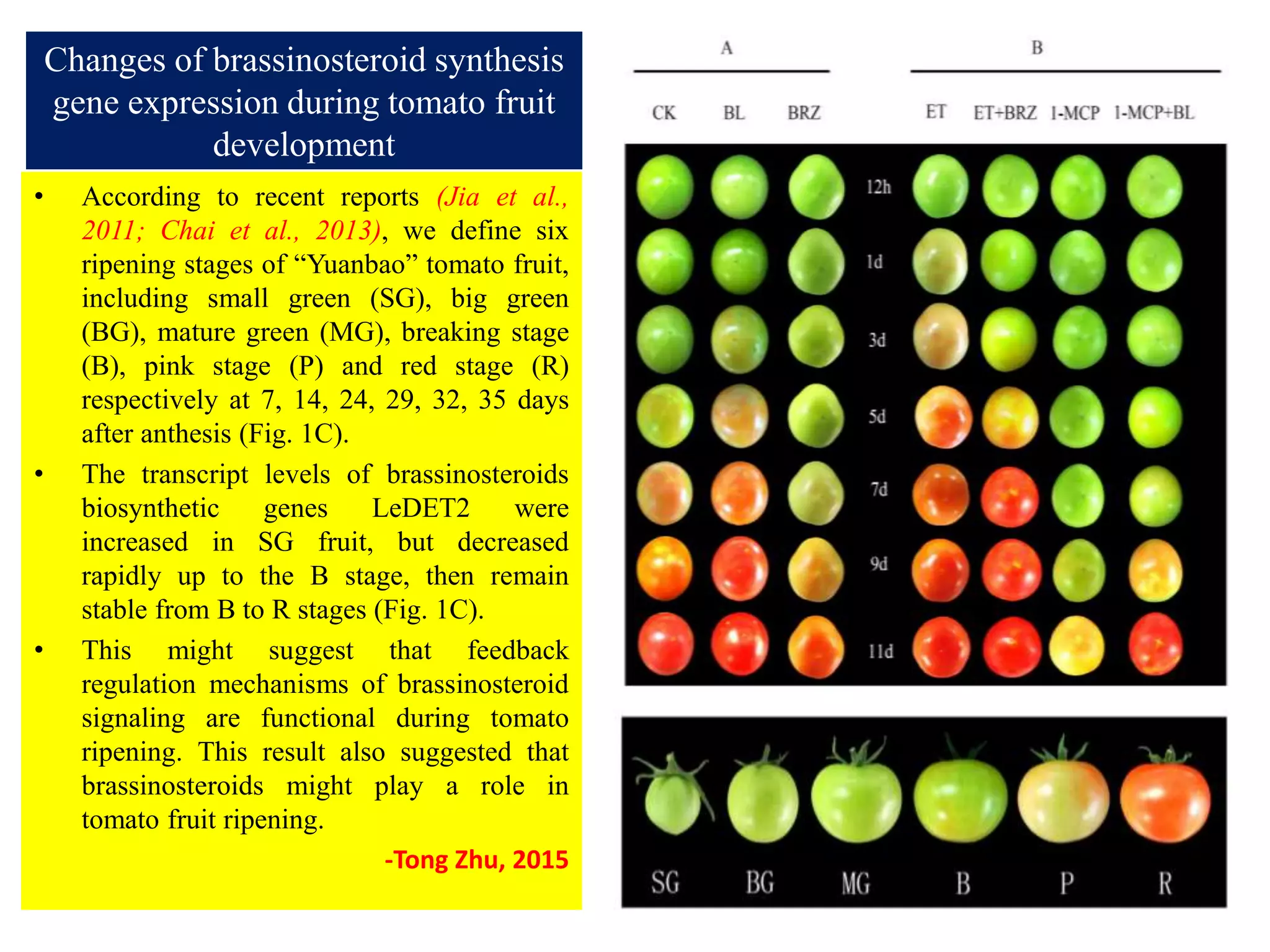Changes of brassinosteroid synthesis
gene expression during tomato fruit
development
• According to recent reports (Jia et al.,
2011; Chai et al., 2013), we define six
ripening stages of “Yuanbao” tomato fruit,
including small green (SG), big green
(BG), mature green (MG), breaking stage
(B), pink stage (P) and red stage (R)
respectively at 7, 14, 24, 29, 32, 35 days
after anthesis (Fig. 1C).
• The transcript levels of brassinosteroids
biosynthetic genes LeDET2 were
increased in SG fruit, but decreased
rapidly up to the B stage, then remain
stable from B to R stages (Fig. 1C).
• This might suggest that feedback
regulation mechanisms of brassinosteroid
signaling are functional during tomato
ripening. This result also suggested that
brassinosteroids might play a role in
tomato fruit ripening.
-Tong Zhu, 2015
 
