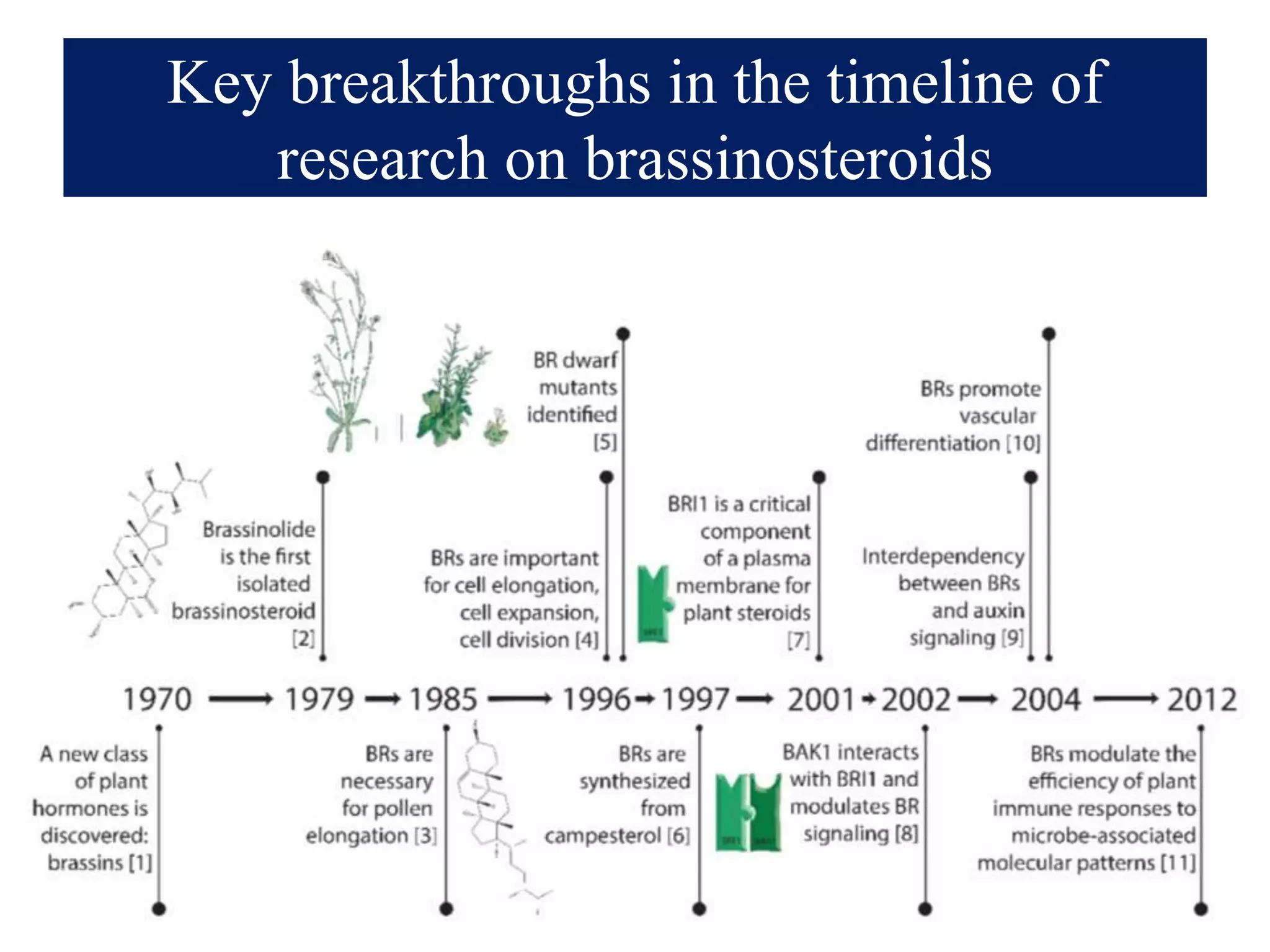 Key breakthroughs in the timeline of
research on brassinosteroids
 