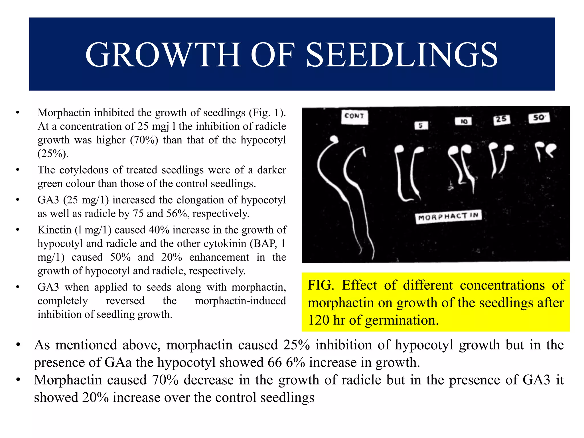 GROWTH OF SEEDLINGS
• Morphactin inhibited the growth of seedlings (Fig. 1).
At a concentration of 25 mgj l the inhibition of radicle
growth was higher (70%) than that of the hypocotyl
(25%).
• The cotyledons of treated seedlings were of a darker
green colour than those of the control seedlings.
• GA3 (25 mg/1) increased the elongation of hypocotyl
as well as radicle by 75 and 56%, respectively.
• Kinetin (l mg/1) caused 40% increase in the growth of
hypocotyl and radicle and the other cytokinin (BAP, 1
mg/1) caused 50% and 20% enhancement in the
growth of hypocotyl and radicle, respectively.
• GA3 when applied to seeds along with morphactin,
completely reversed the morphactin-induccd
inhibition of seedling growth.
FIG. Effect of different concentrations of
morphactin on growth of the seedlings after
120 hr of germination.
• As mentioned above, morphactin caused 25% inhibition of hypocotyl growth but in the
presence of GAa the hypocotyl showed 66 6% increase in growth.
• Morphactin caused 70% decrease in the growth of radicle but in the presence of GA3 it
showed 20% increase over the control seedlings
 